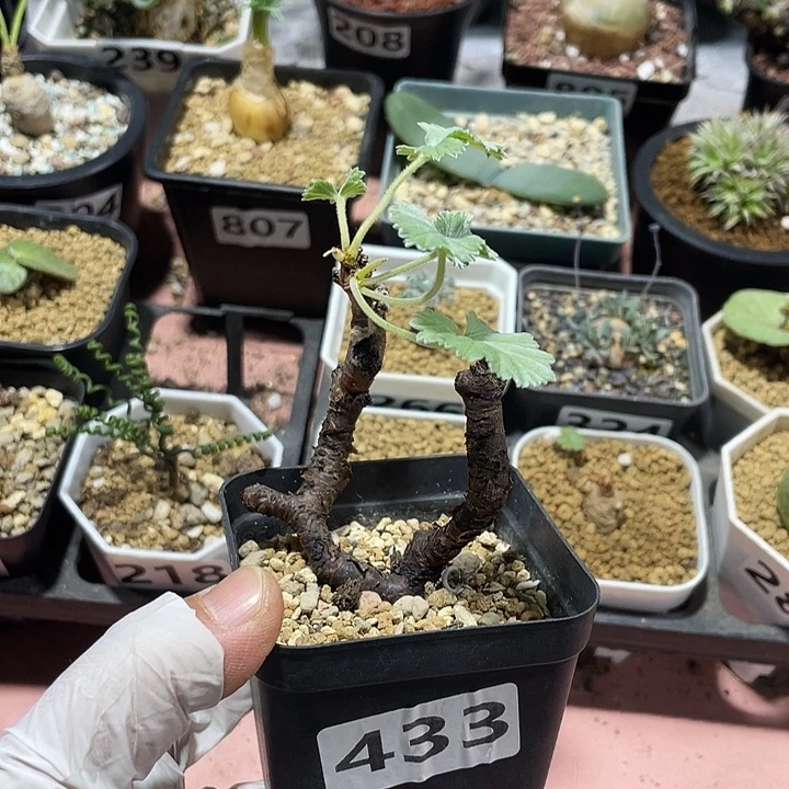 433产地枝干杨葵，