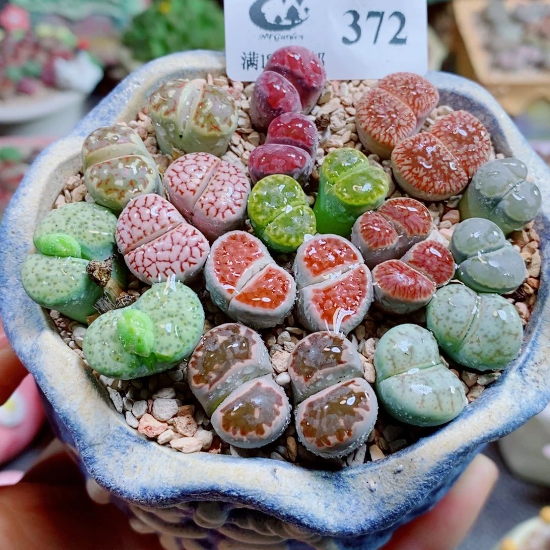 生石花花花花花花花372