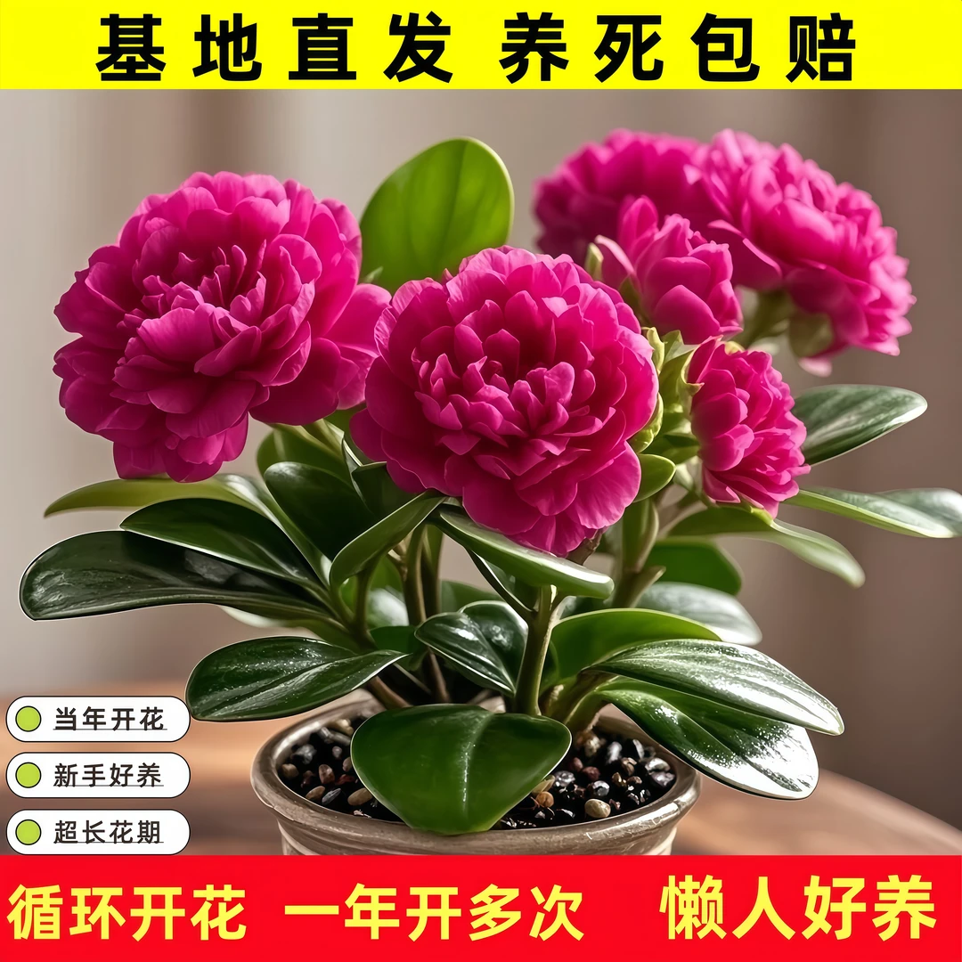 【当年开花】新品重瓣碧玉四季开花浓香型盆栽室内净化空气花卉绿植