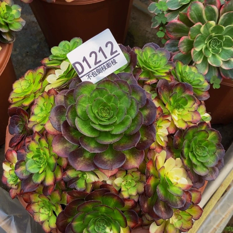 【闪购商品】1212海王七彩多肉