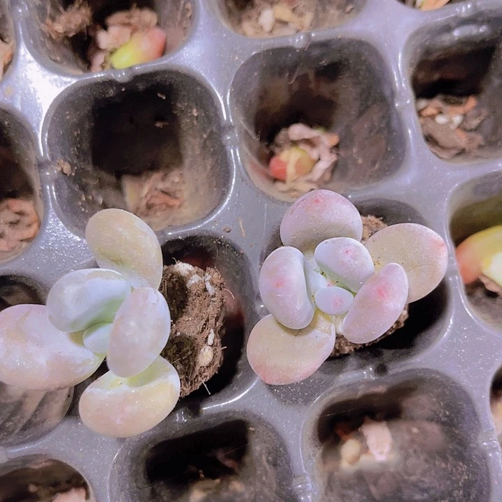 精品奶酪一单两颗多肉