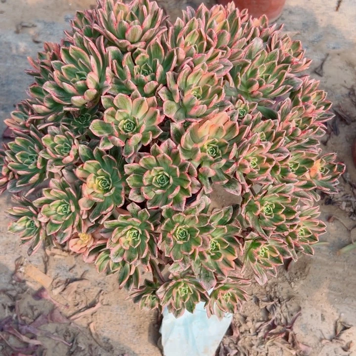 592甜茶多肉多肉