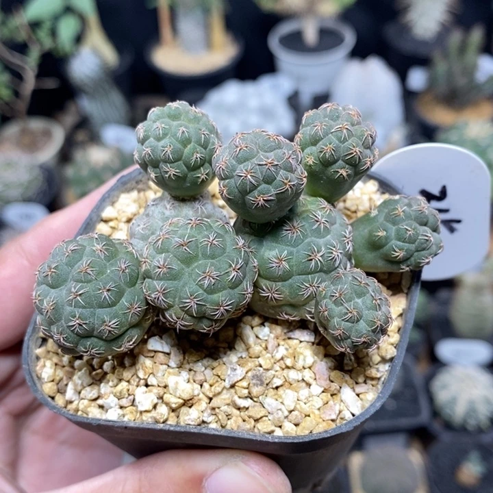 群生足球团扇315号7cm