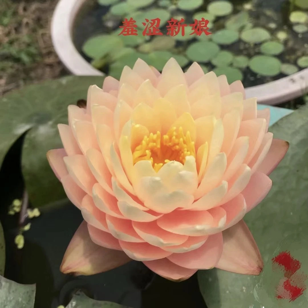 羞涩新娘耐寒睡莲水生植物