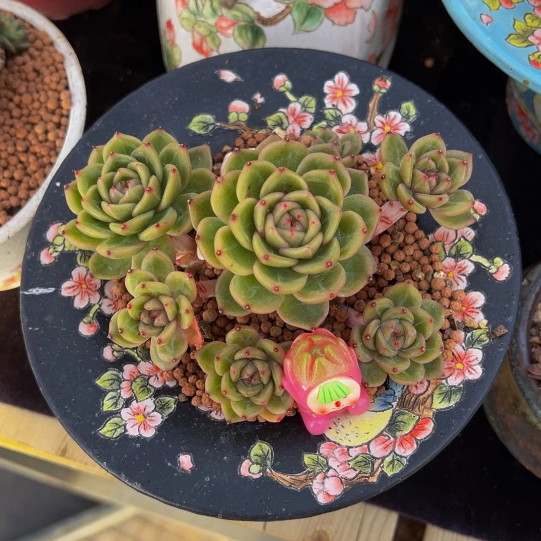 珍妮群生天天开心