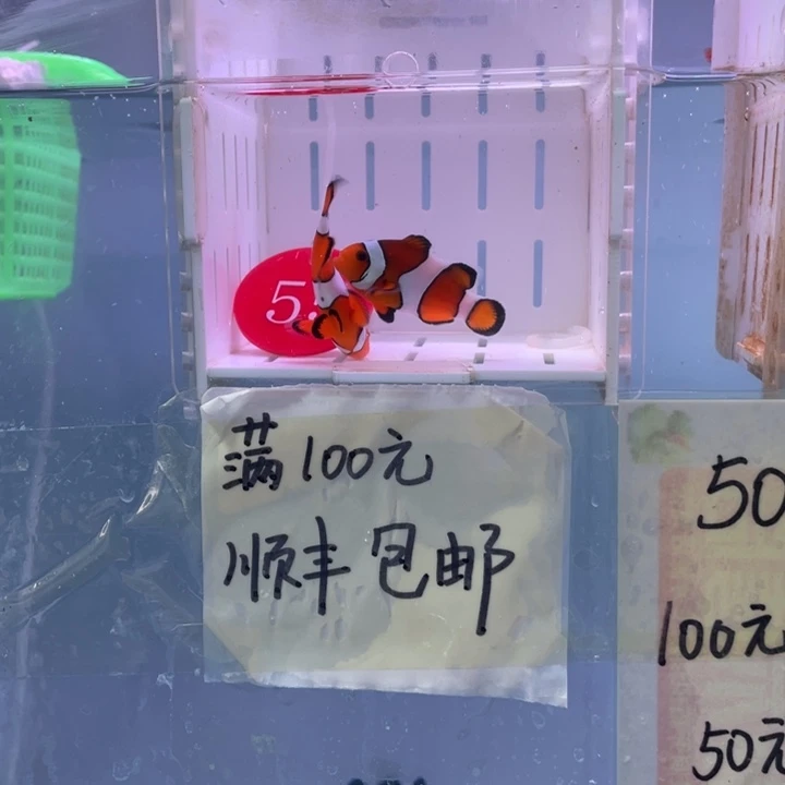 海水鱼精品黑边2条4-5