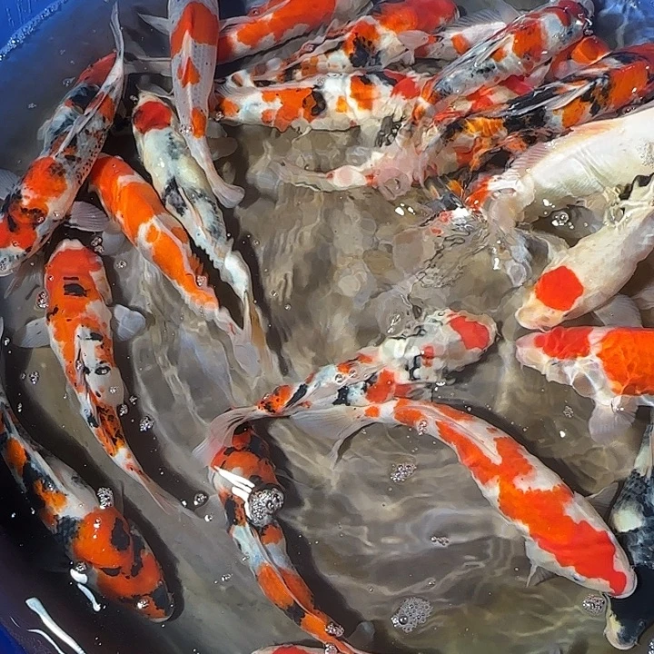 锦鲤红白大正昭和锦鲤