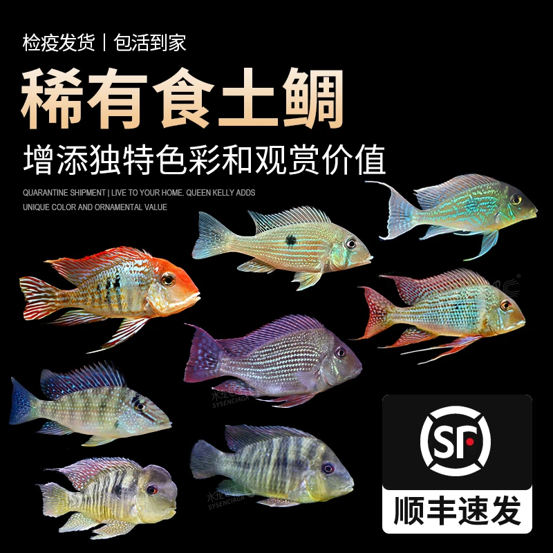 直播白子关刀鱼食土短鲷鱼热带慈鲷科鱼红朱巴利关刀观赏鱼活体