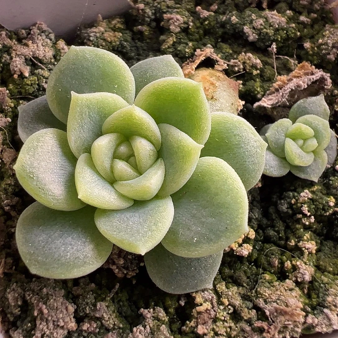 单头黄财富 送旁边小崽