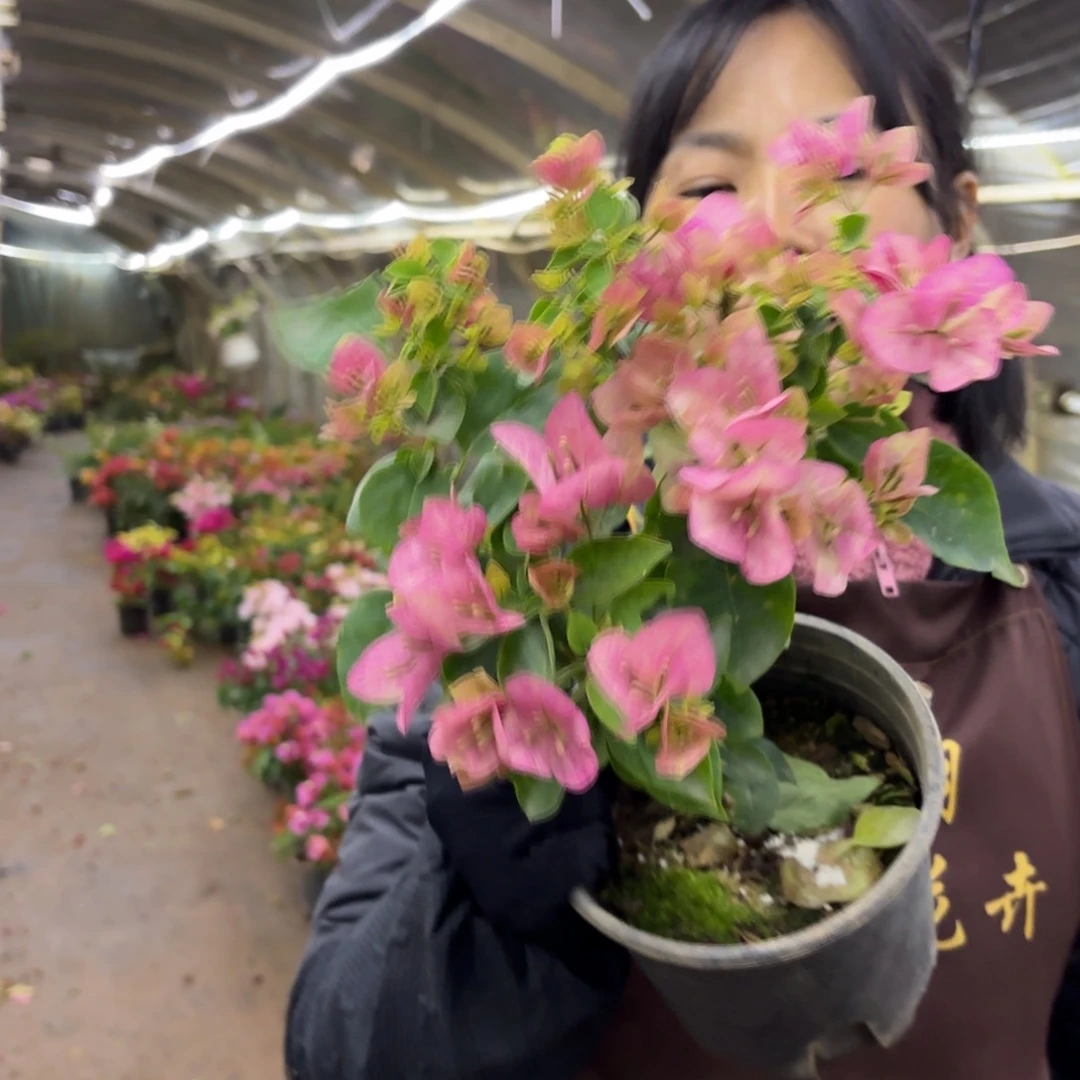 全部花苞（五宝）三角梅会落花落叶会光杆苗有大有小