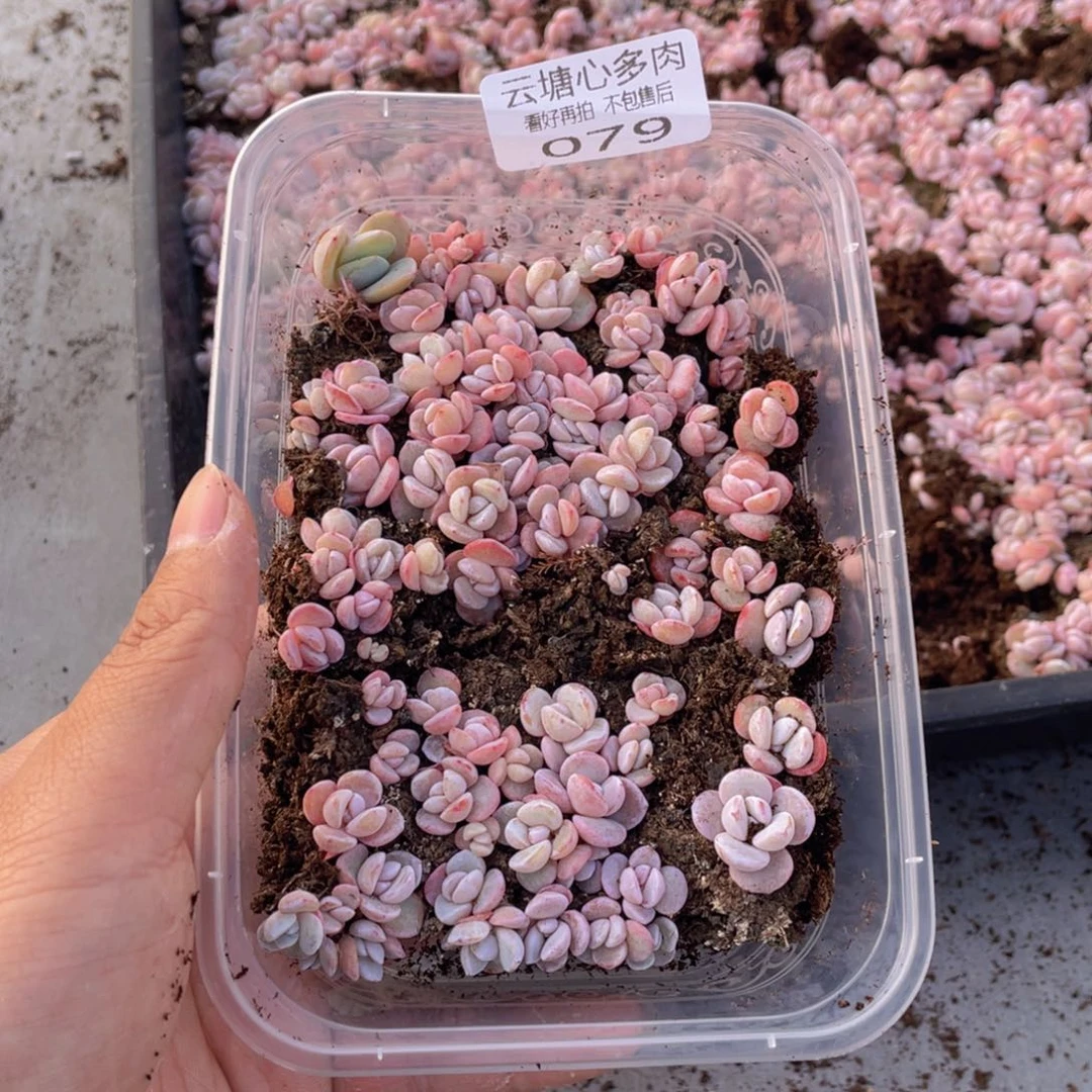 云糖心多肉植物79