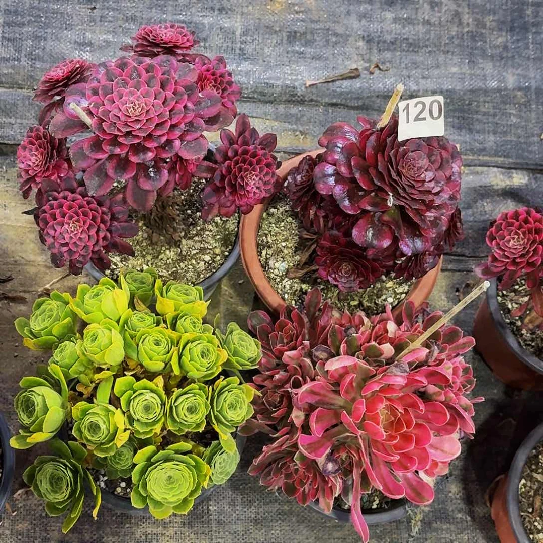 120四颗半木质桩