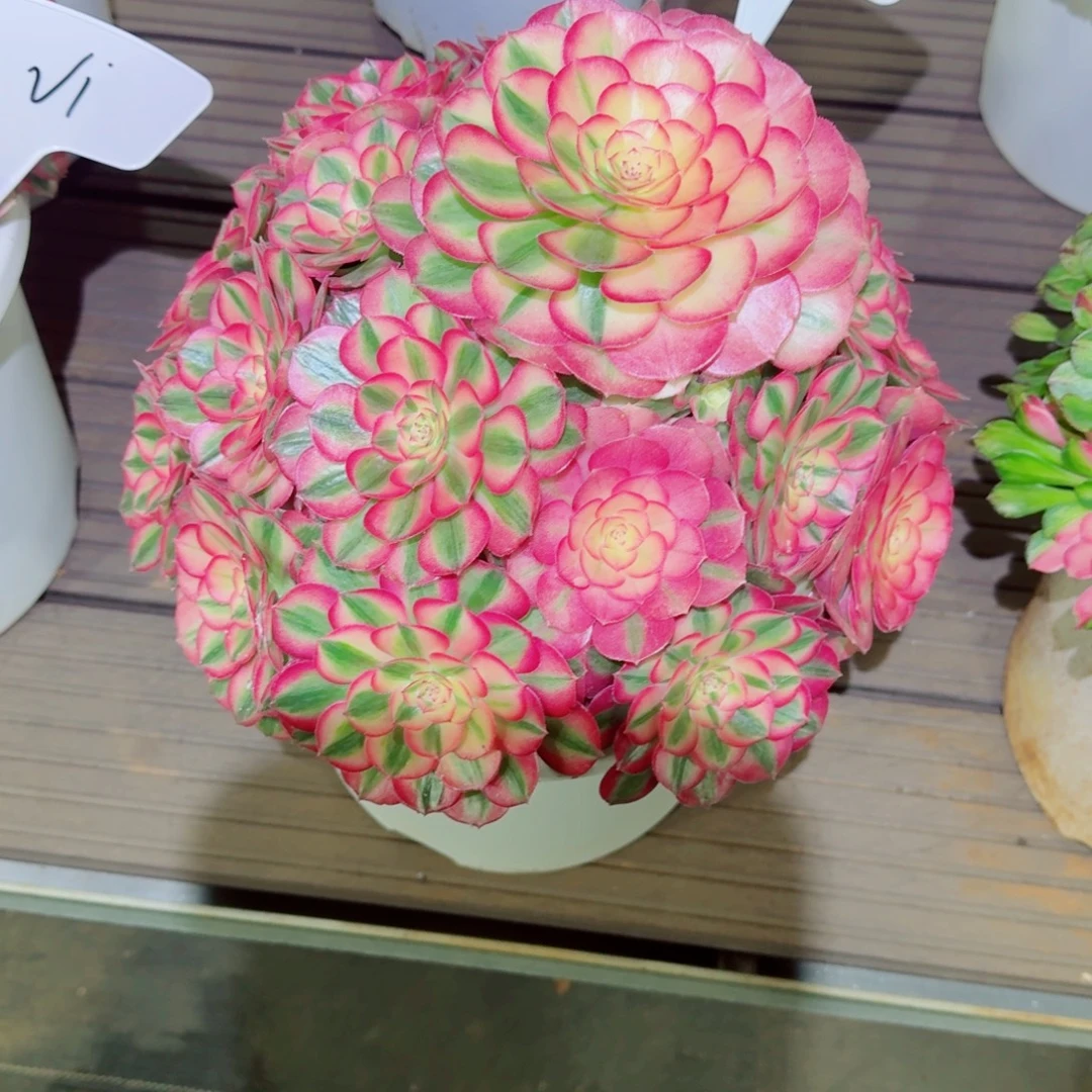 孔***控无花朵想念想念想念想念你的电脑等等都