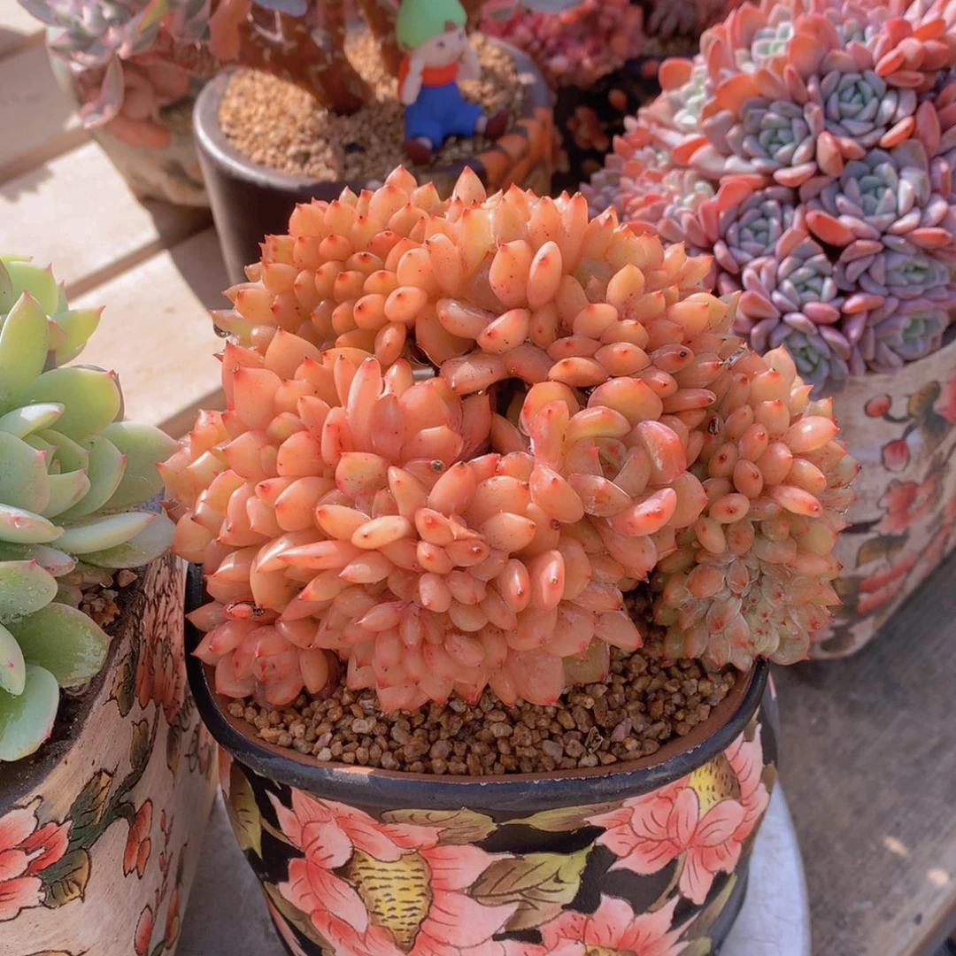 逸园精品多肉植物