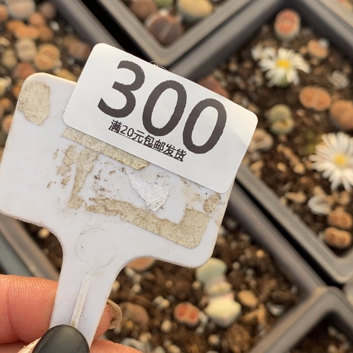 联***）生石花的季节是300