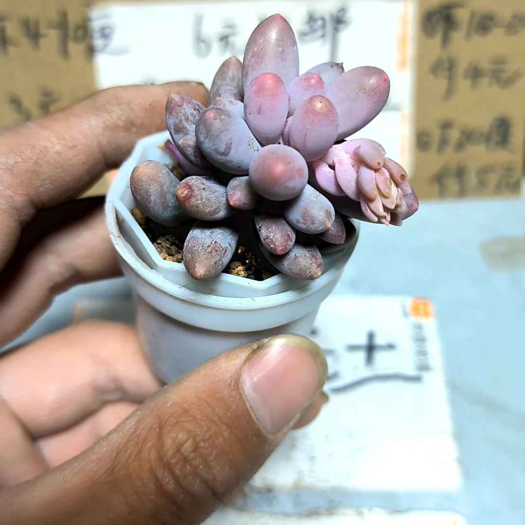 满6元包邮，婴儿手指俩颗