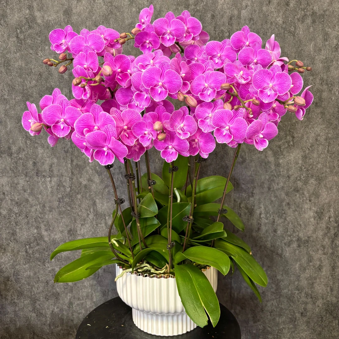 【紫气东来-蝴蝶兰】 年宵花 鲜花绿植  好养花期长  室内观赏花