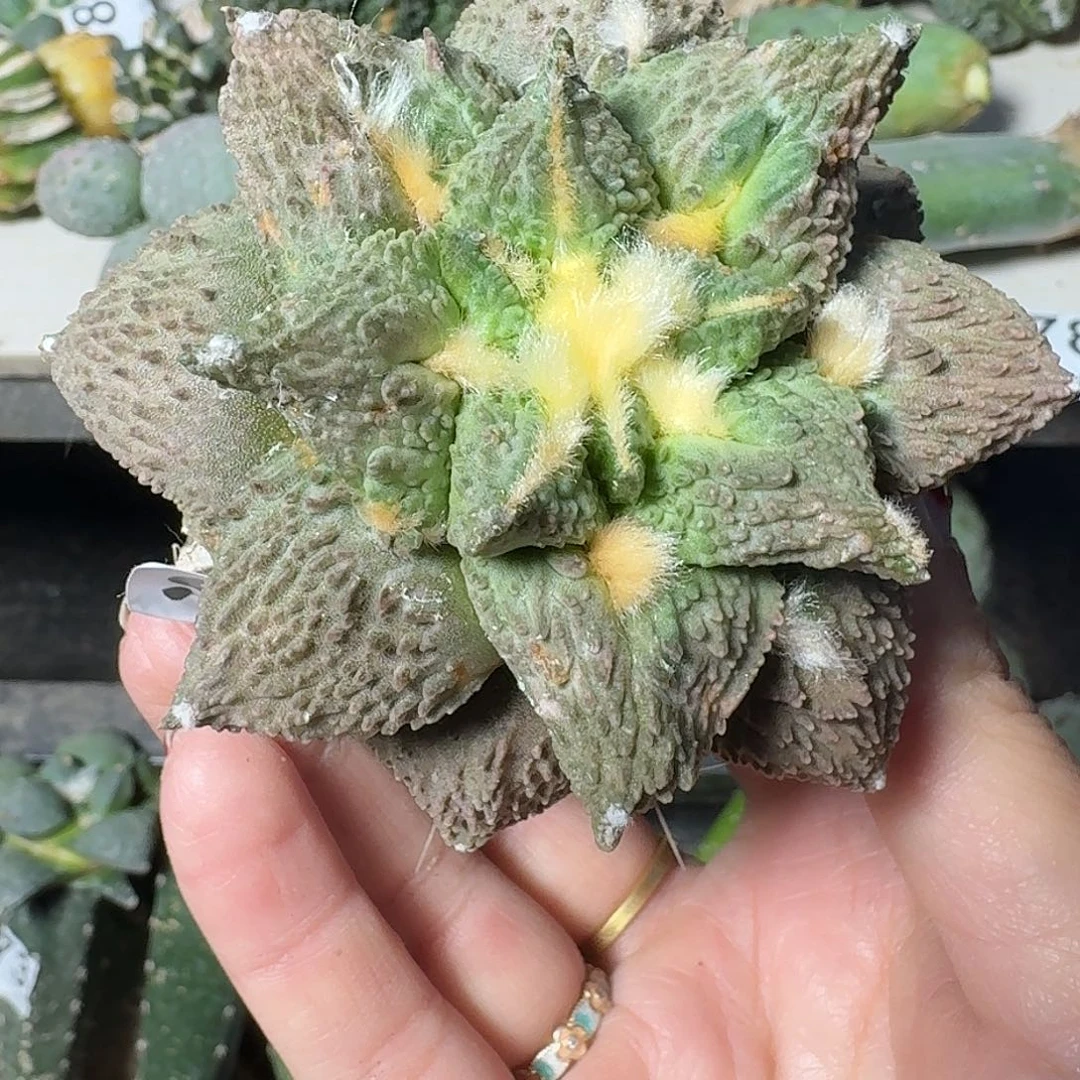 全部花朵梦幻怒涛牡丹976