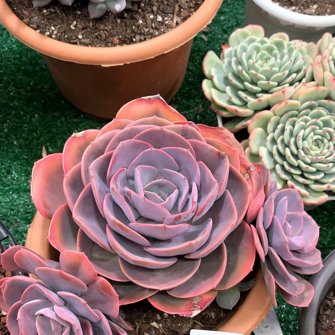 小杰，尘埃玫瑰11041