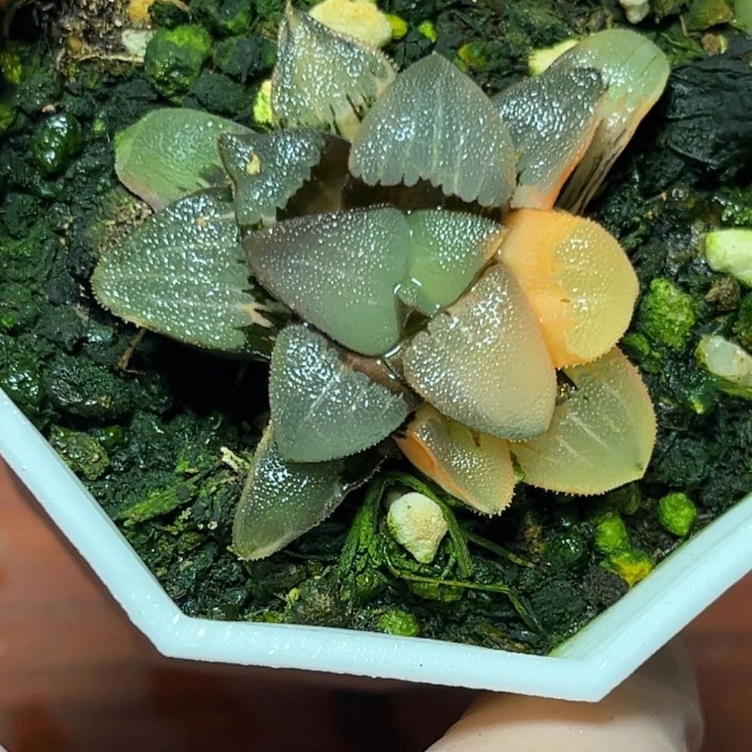 恭喜发财大吉大利1000