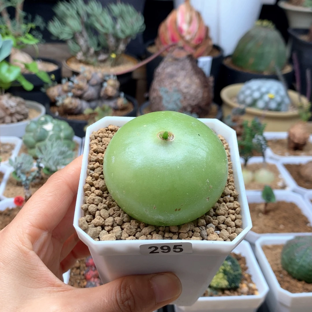 大苍角殿多肉脱土5cm福利