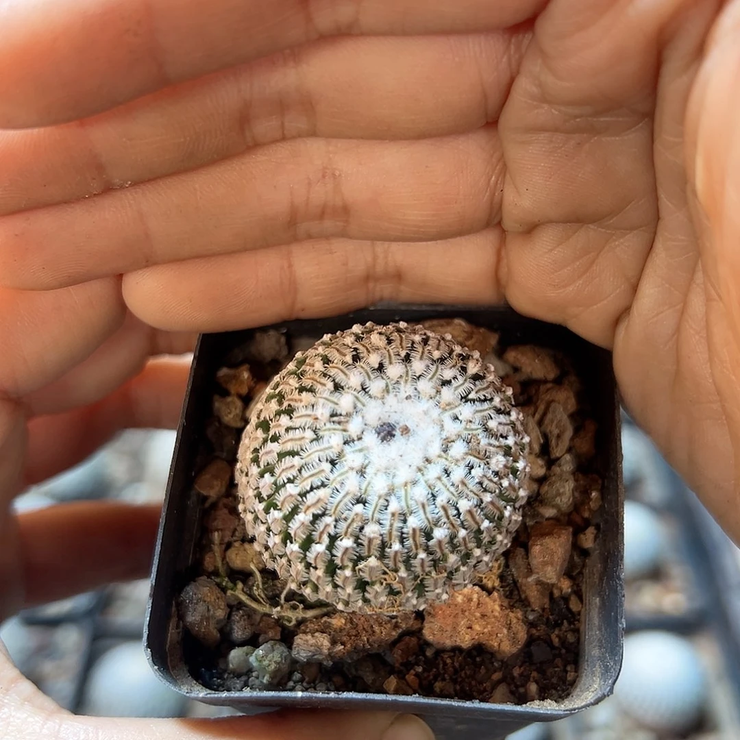 自根精巧殿2.8公分