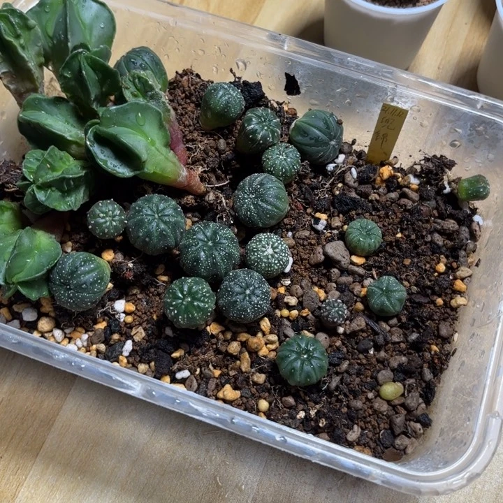 实生福袋邮费盲盒