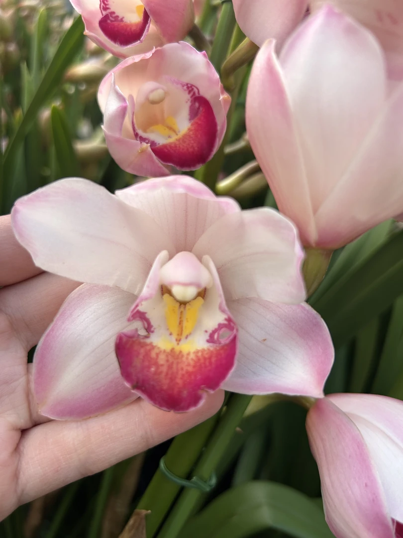 [中玉] 粉渐变丝绒兰舌年宵花 新手室内好养