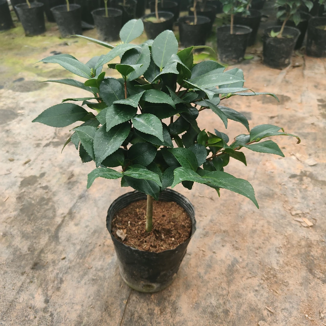 一物一拍品种茶花室内外庭院花卉盆景植物福建龙岩基地四季直发