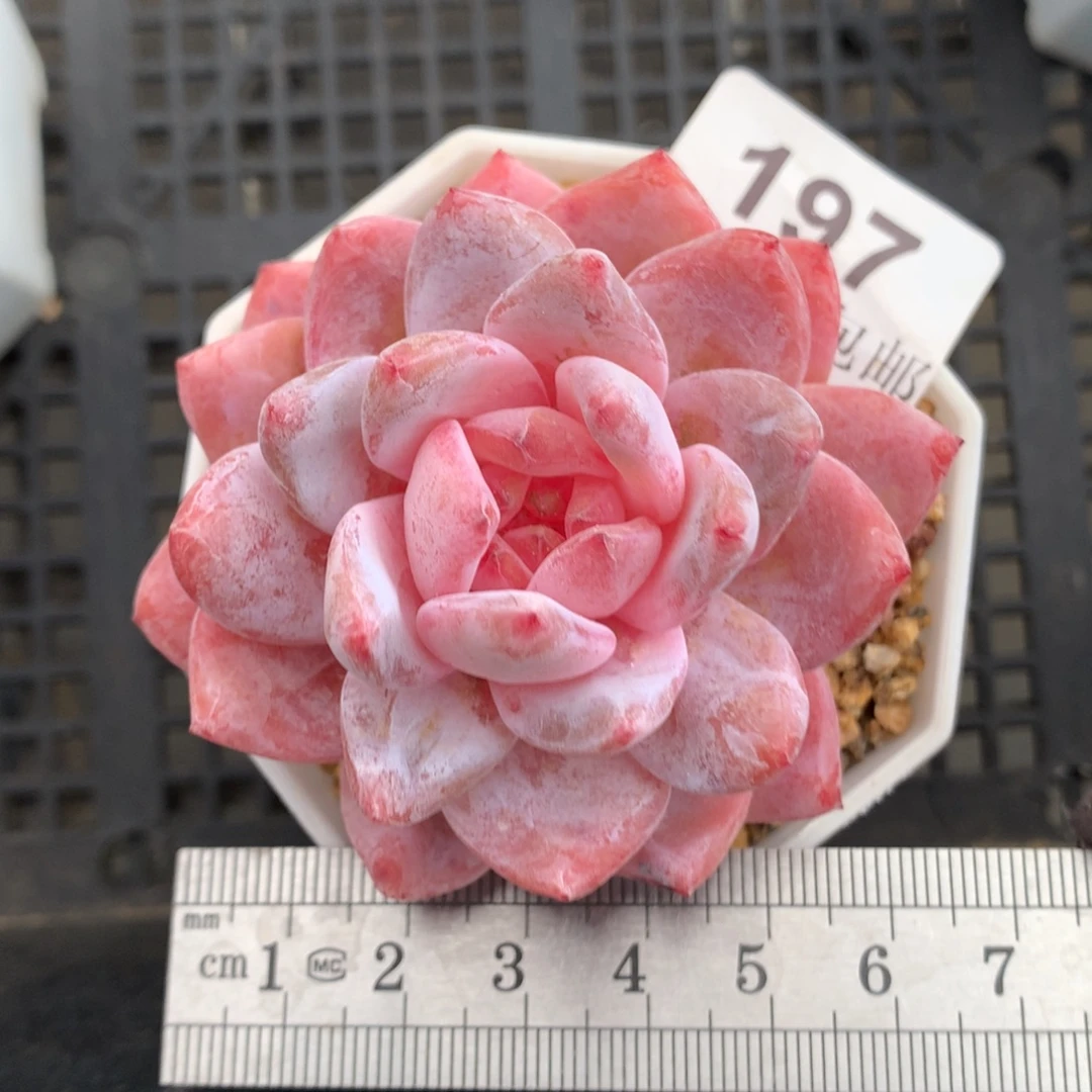 197。雪天使橙。