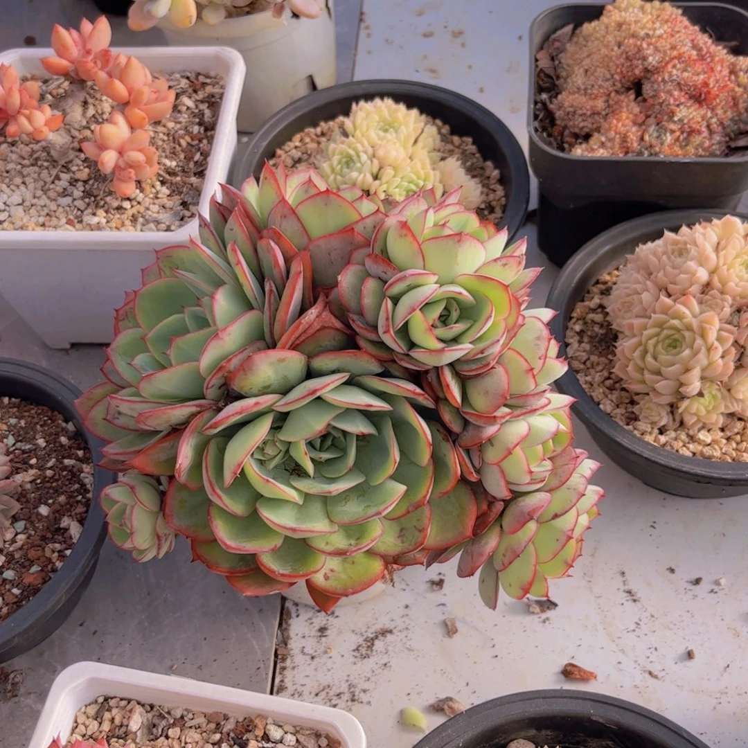 牡丹亭瑕疵多肉植物3066