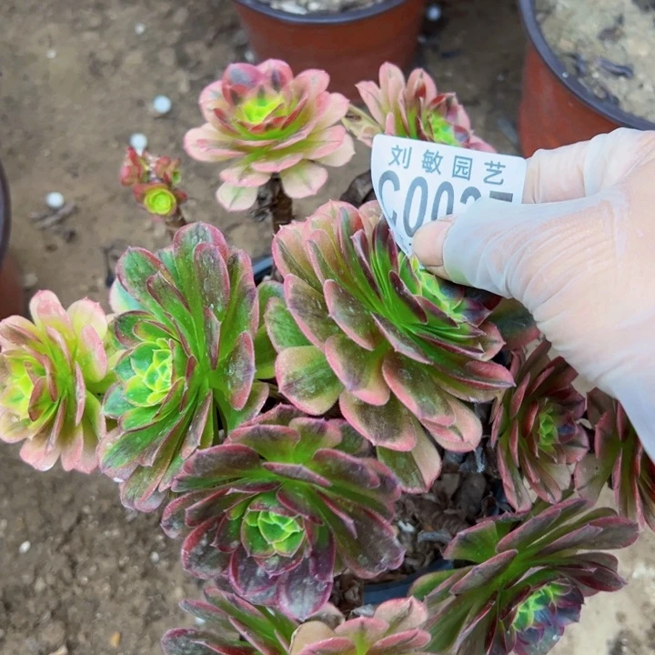 为**醉0027奶白多肉植物法师法师