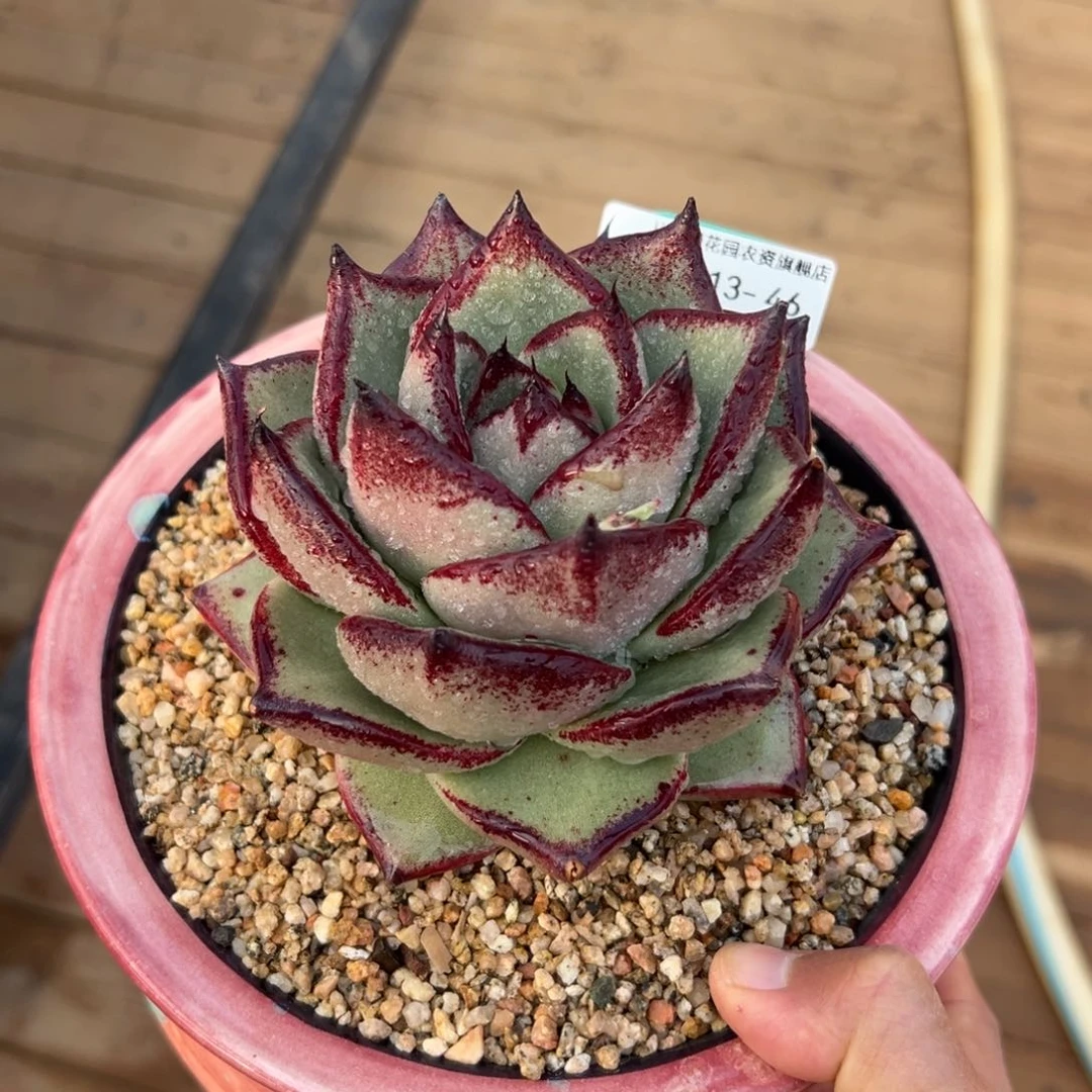 多肉一物一拍0213-46