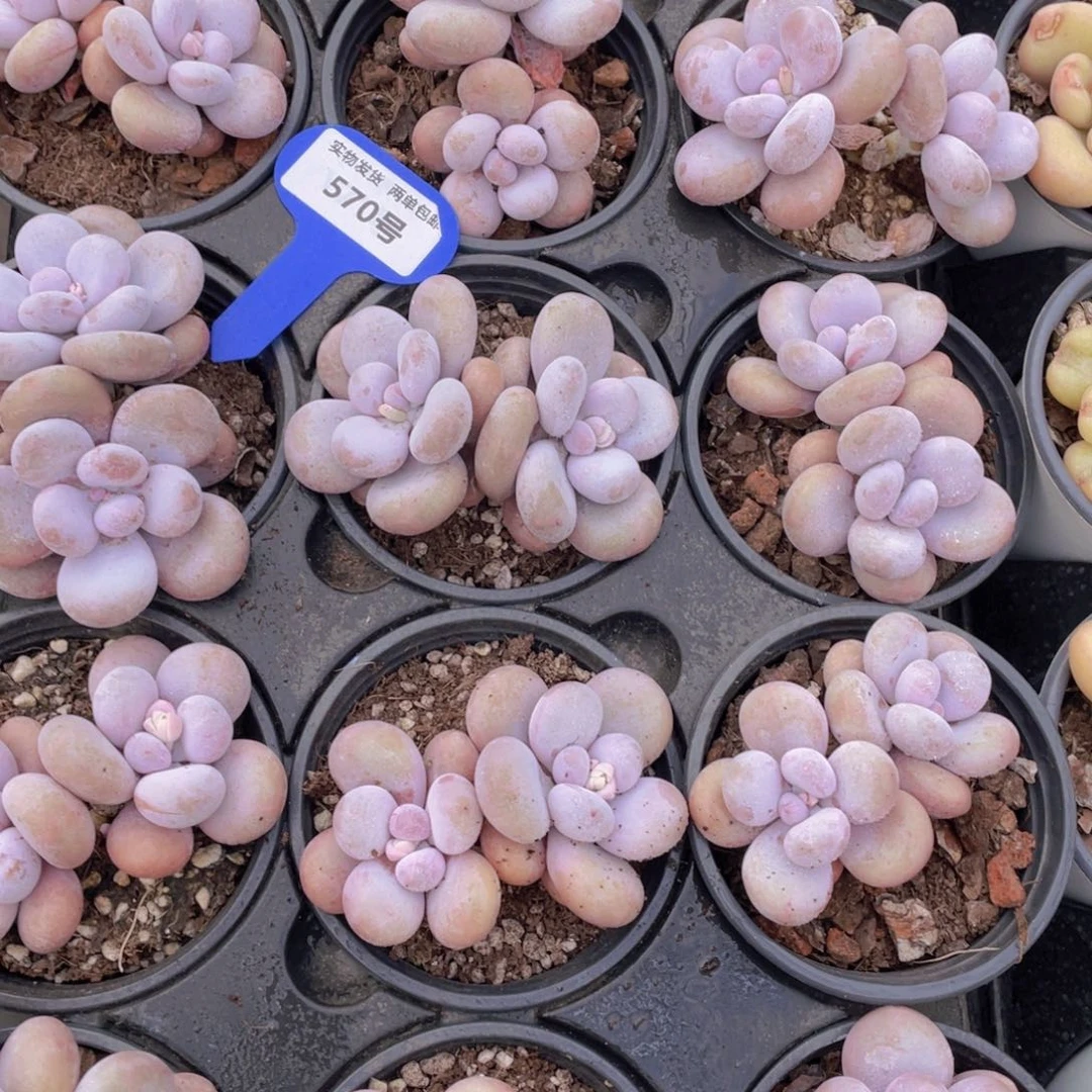 570号韩版原始奶双头一个