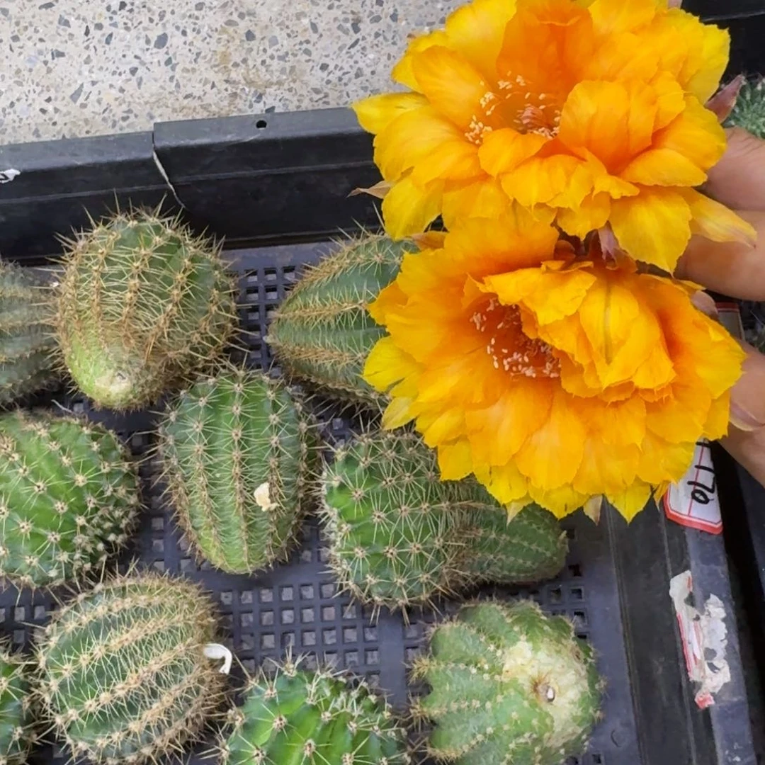 47彩草T170歪4公分左右无根侧牙，20包邮