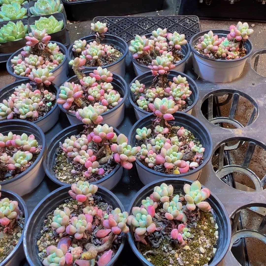 754多肉植物的生长发育