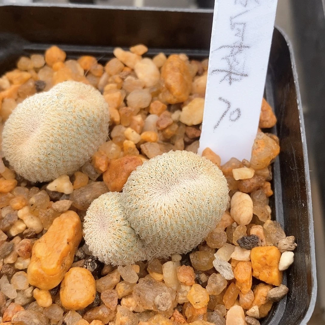 小**呀土土土花花花花花花花花