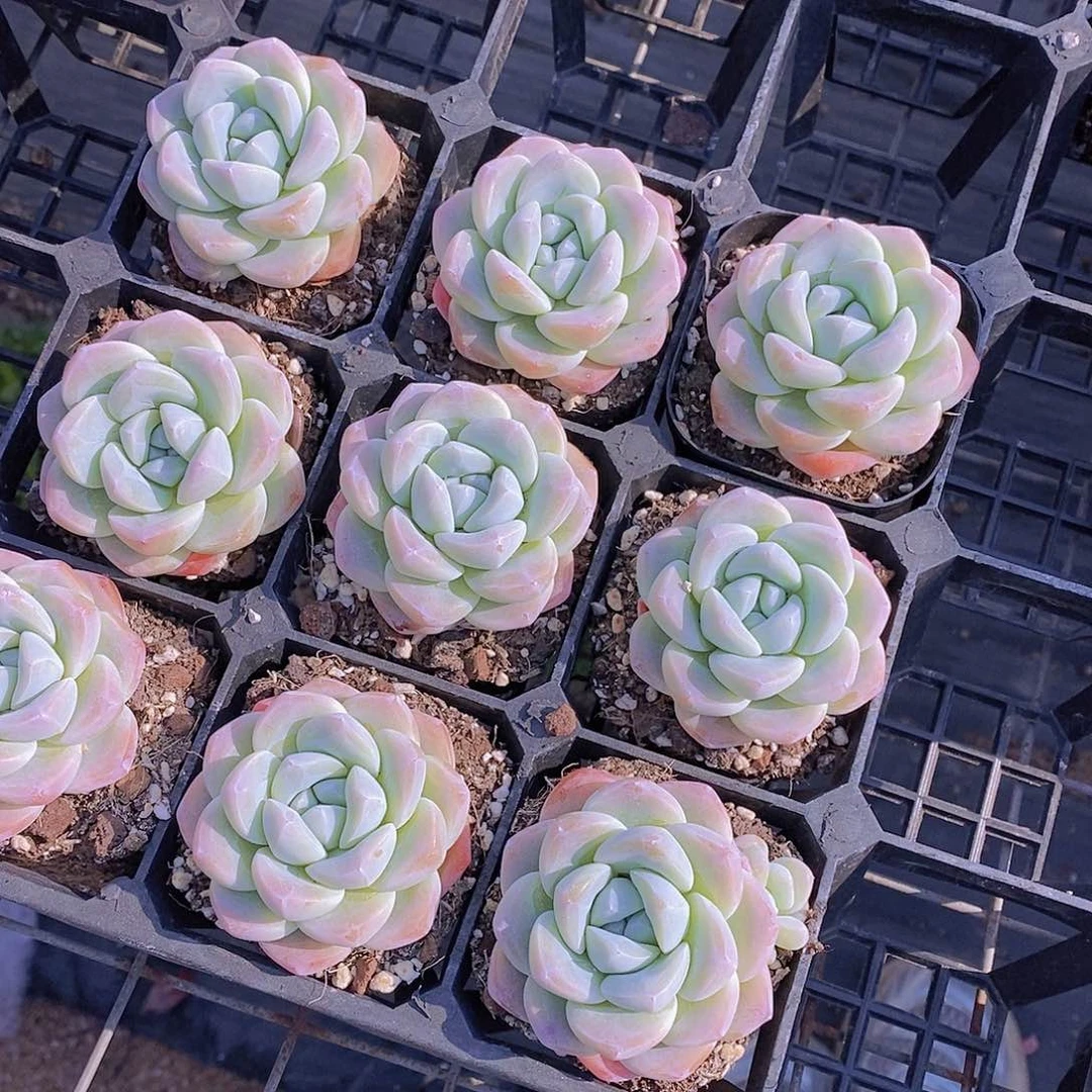 0330-奶油冰玉福利2颗 量拍