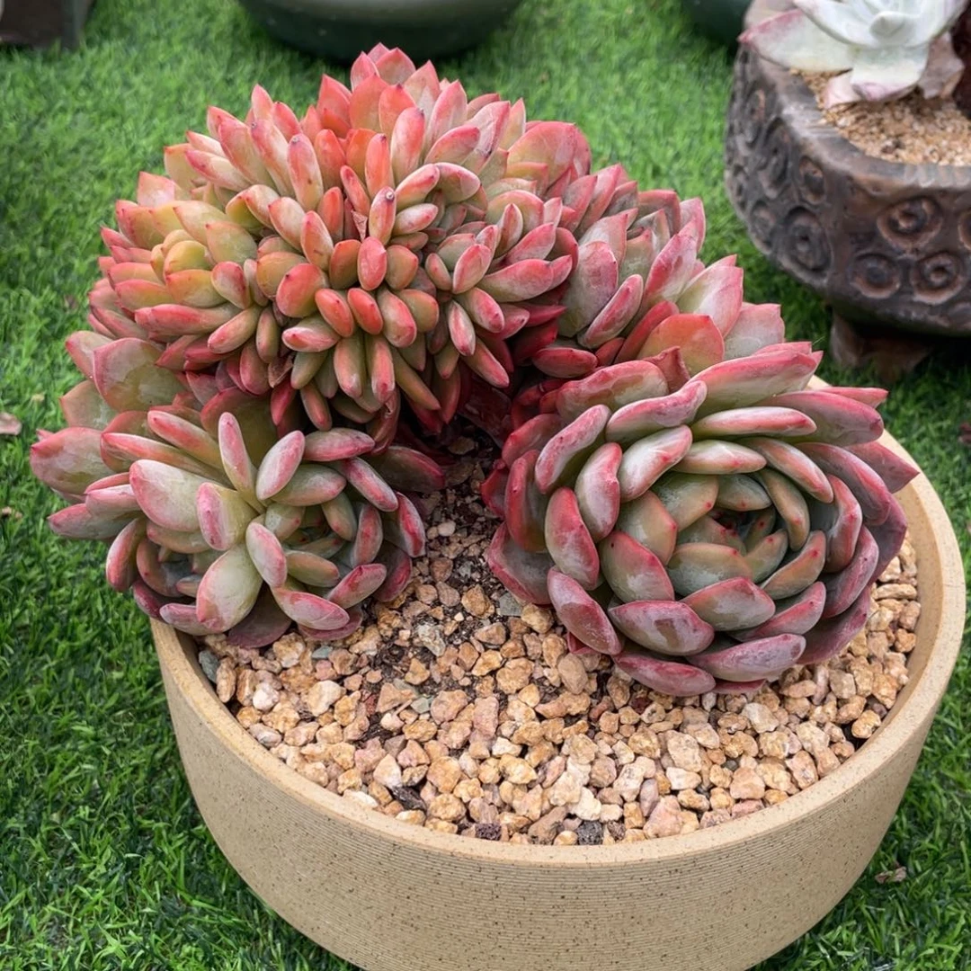 全明星缀化 多肉植物