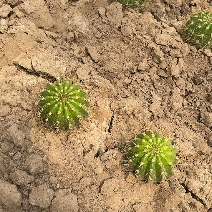 青**花五花牛根6公分以上毛花柱