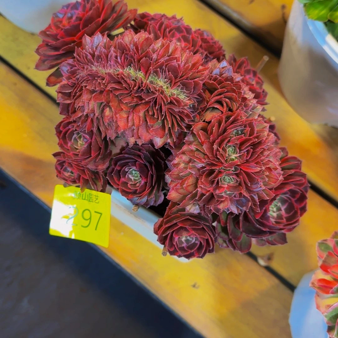 用***8297号多肉植物夜宴缀