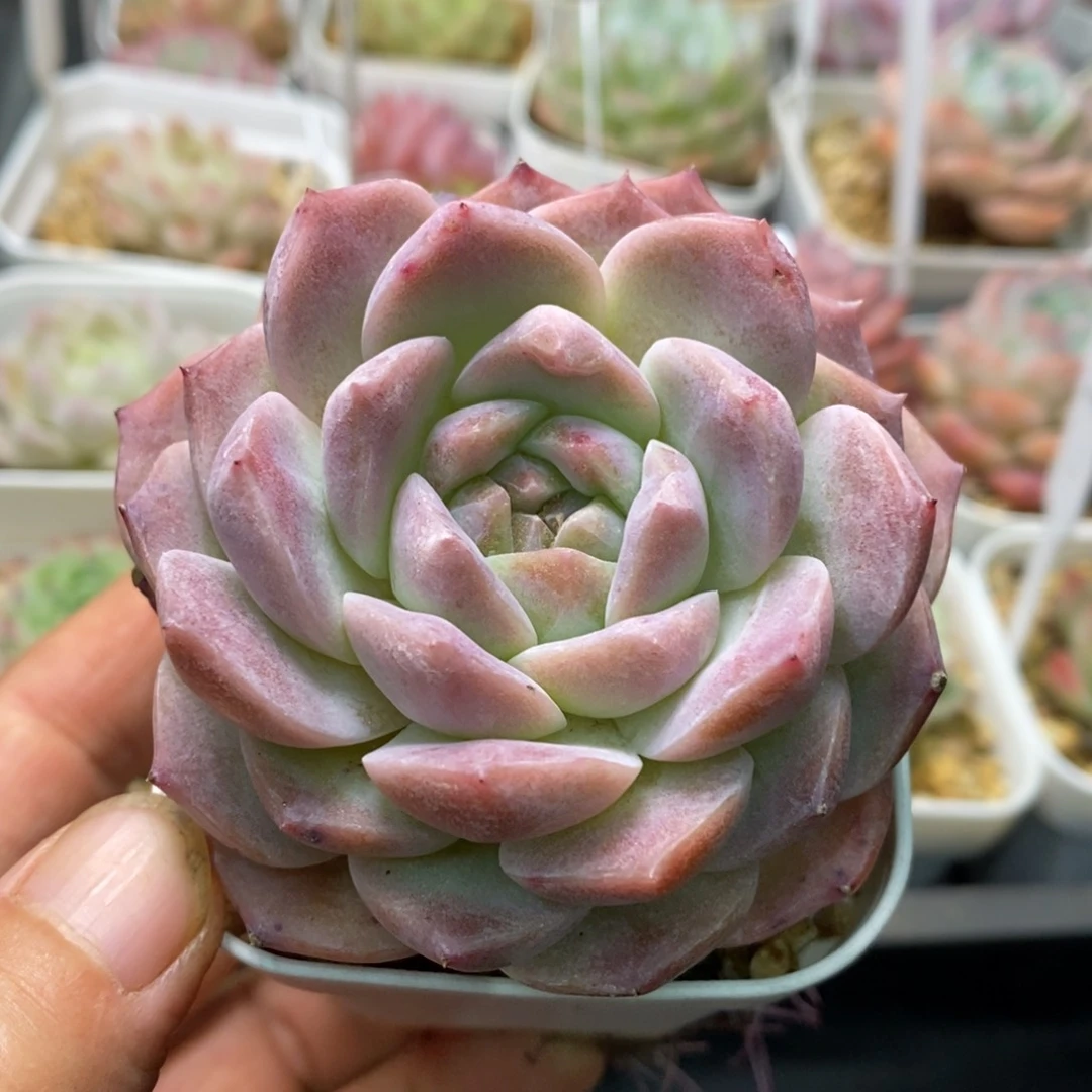 精品多肉一物一拍不包整14