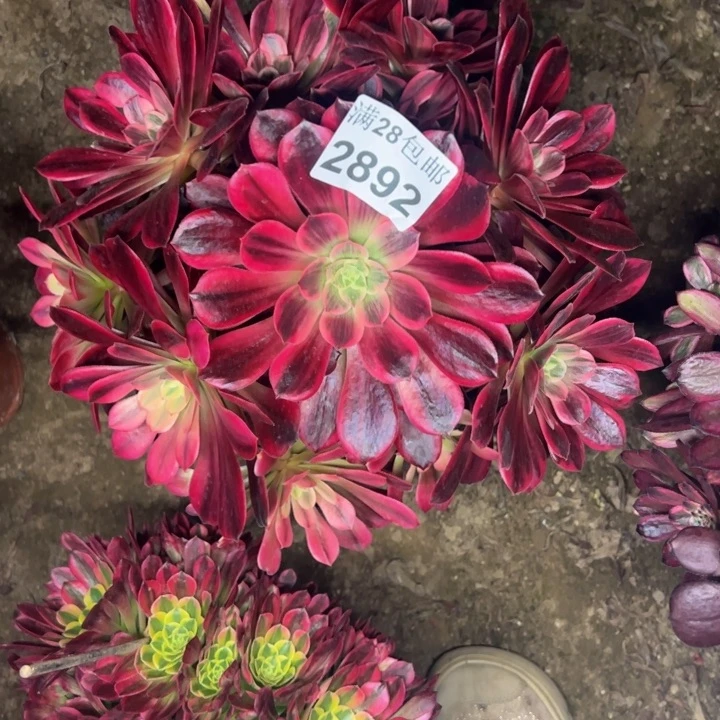 2892婚纱多肉植物