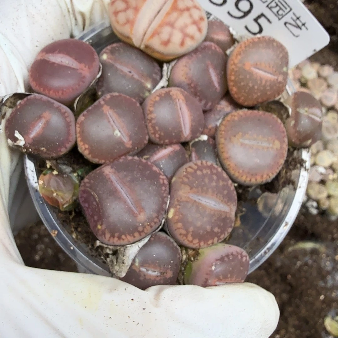 哈哈笑了啊太有道理哈395这个