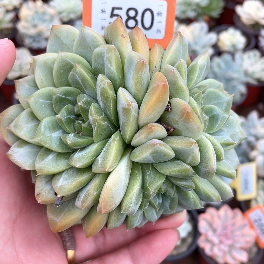 Q***宝580号多肉植物盆栽