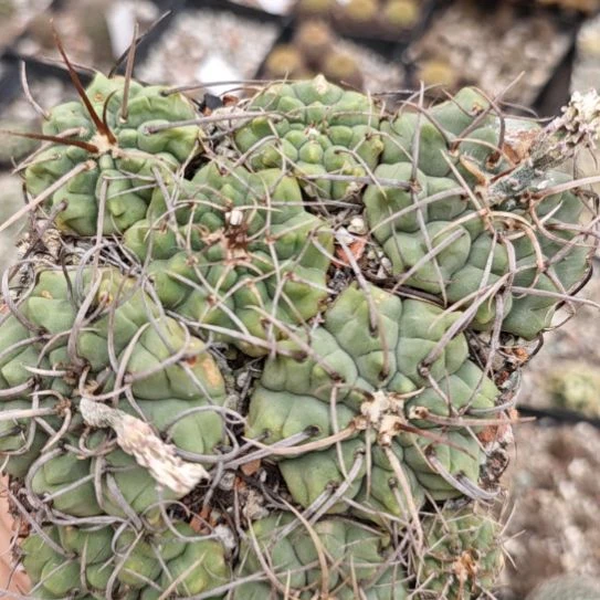 实生播种带大整盆