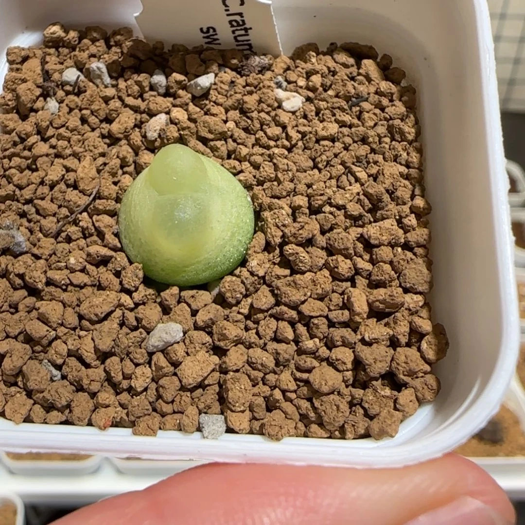 绑***咪肉锥多肉植物组合-399