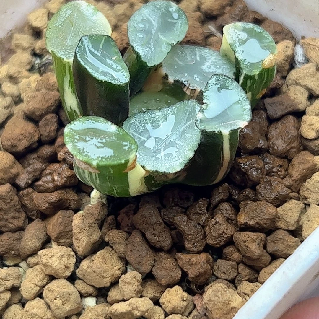 白瓷万象锦十二卷多肉植物