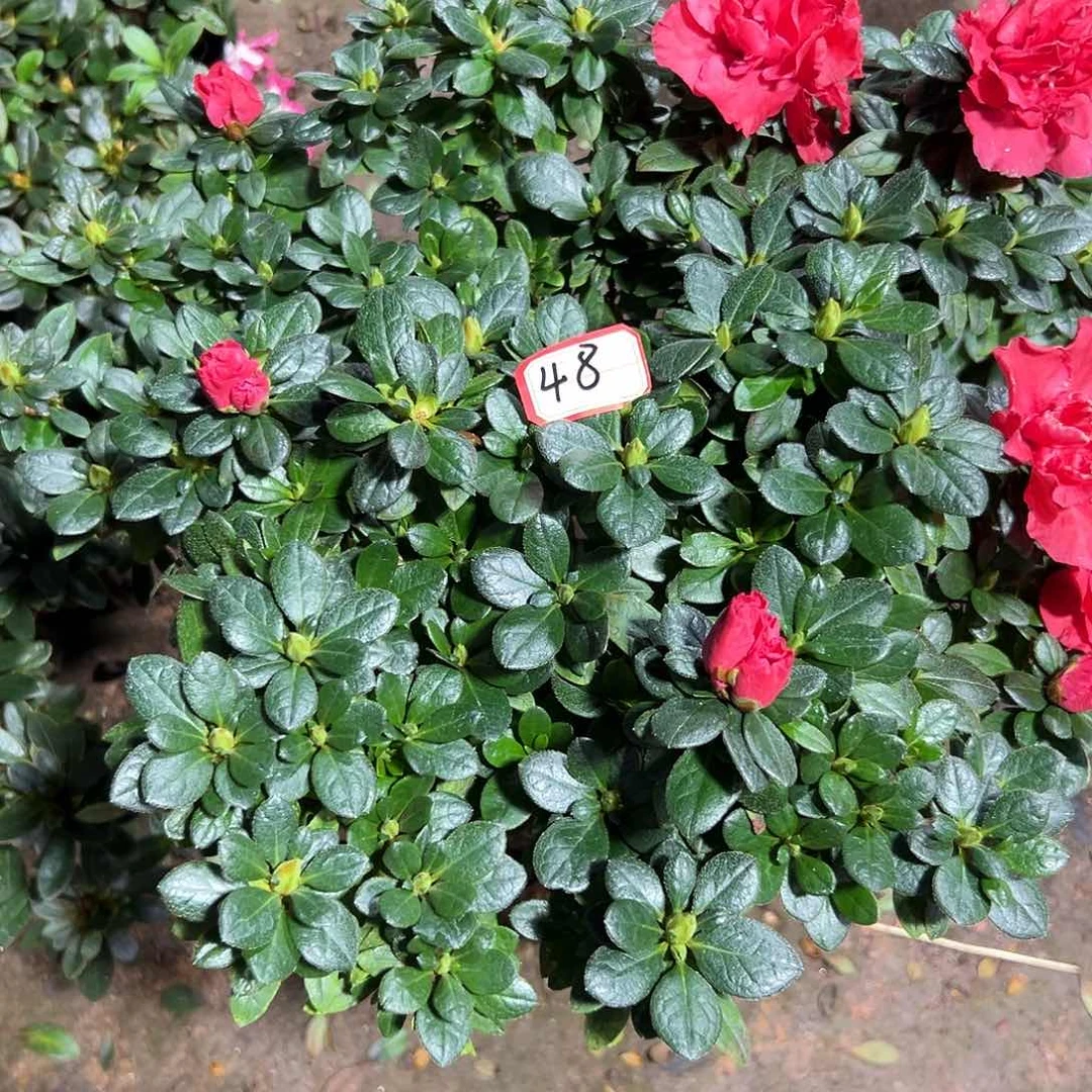 大部分花苞少量开放48