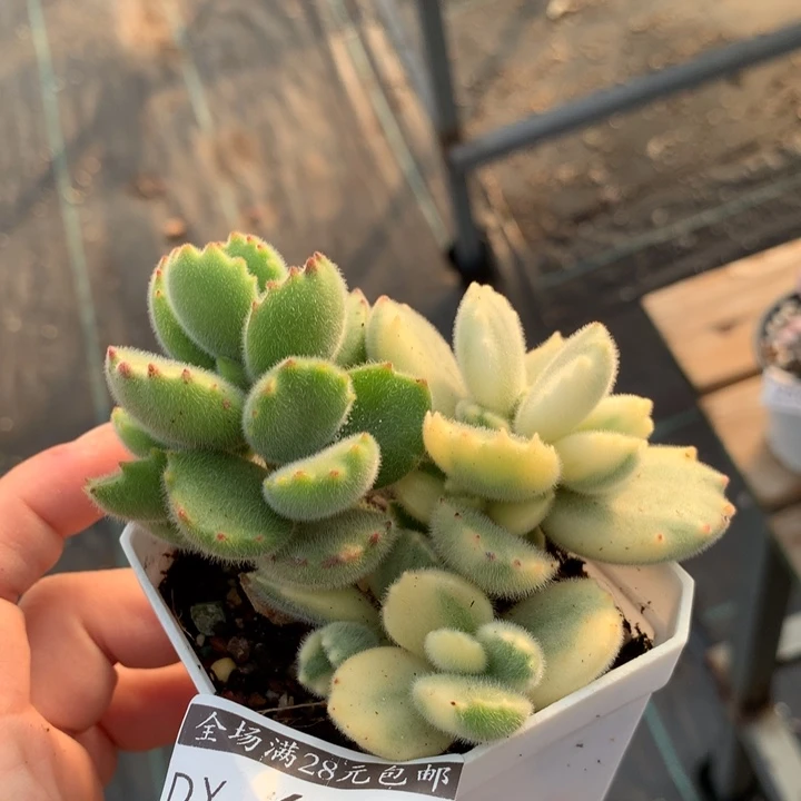 专拍多肉植物链接